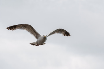 sea gull flying with cloudy background