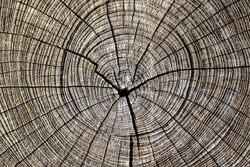 Tree rings saw cut tree trunk background, the background for text, rough texture.