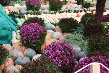 Scenery of pumpkins, flowers and plants at the gastronomic festival 