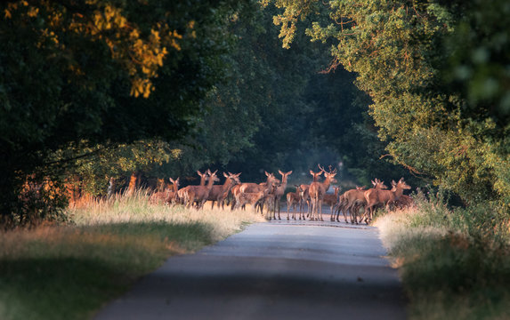 Rotwild Wildwechsel