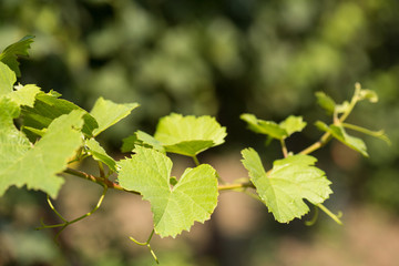 young grape shoot stretches to the light, against the backdrop of greenery, the concept of growth