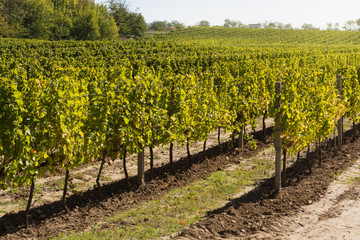 Fototapeta na wymiar young wineries in early autumn, beautiful lighting, landscape