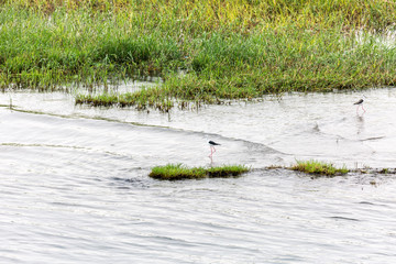 Birds in Nile