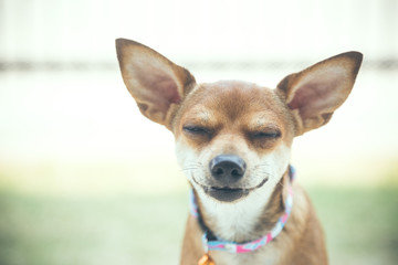 Chihuahua dog smiling,Close-up of chihuahua face with smile.
