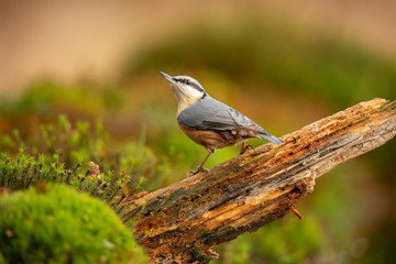 Nuthatch, Sitta europaea