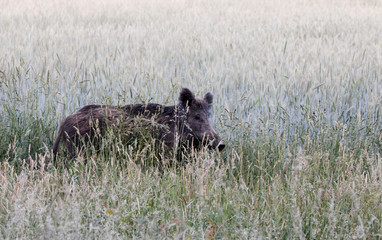 Wildschwein Bache