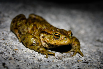 Fototapeta premium toad at night