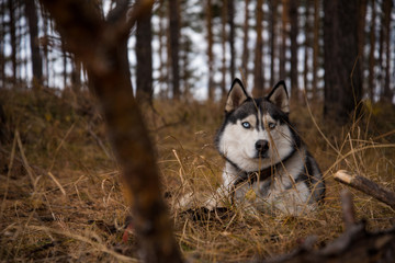 Siberian Husky Richwood for a walk in the autumn forest