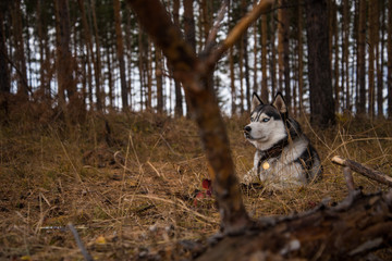 Siberian Husky Richwood for a walk in the autumn forest
