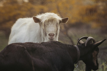portrait of an old bearded goat grazing with a herd in nature, wild animal, concept of agriculture