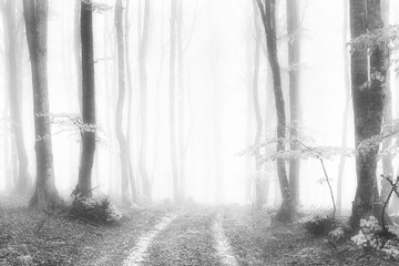 path in the foggy and luminous forest in black and white