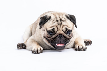 Cute pet dog pug breed lying and smile with happiness feeling so funny and making serious face isolated on white background