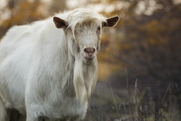 portrait of an old bearded goat grazing with a herd in nature, wild animal, concept of agriculture