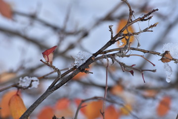 leaves and sleet