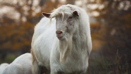 portrait of an old bearded goat grazing with a herd in nature, wild animal, concept of agriculture