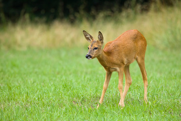 Roe deer in field