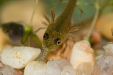 Prédation de larve de triton sur un poisson invasif gambusia holbrooki