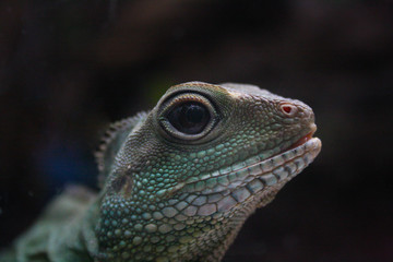 green lizard (asian water dragon)