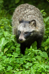 Raccoon dog (Nyctereutes procyonoides)