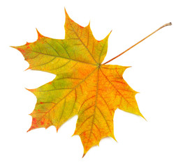 Bright, autumn maple leaf isolated on white background.