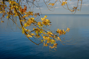 autumn mood - branch and yellow leaves over calm water - Balaton lake