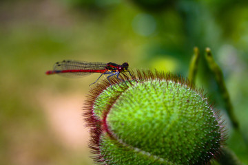 dragonfly on flower bud