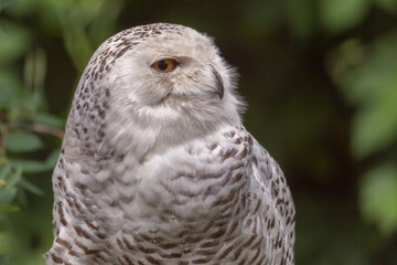 Portrait of an owl head turn to show profile