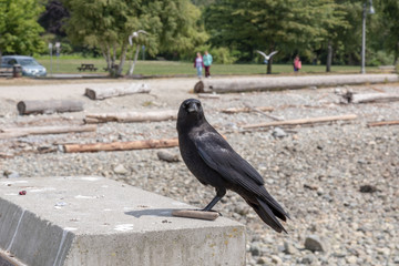 Black Crow at the beach in Vancouver, looking directly at the camera