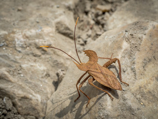 On the Poon Hill trek