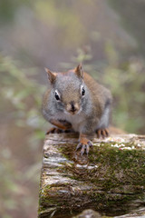 Naklejka na ściany i meble Squirrel in the forest