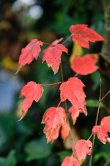 red autumn leaves