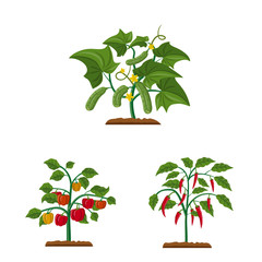 Vector illustration of greenhouse and plant sign. Collection of greenhouse and garden stock symbol for web.