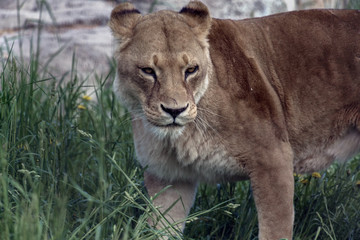Lioness looking at the camera in grass field
