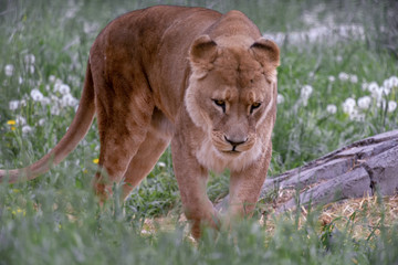 Fototapeta na wymiar Lioness walking