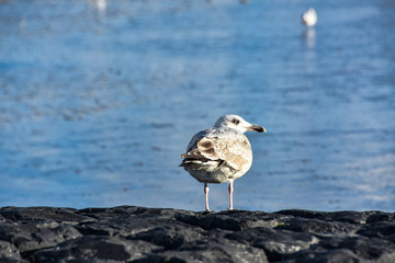 Möve sitz am Strand