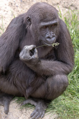 Fototapeta premium Monkey sitting
