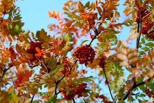 Branck of rowan at autumn. Ble sky