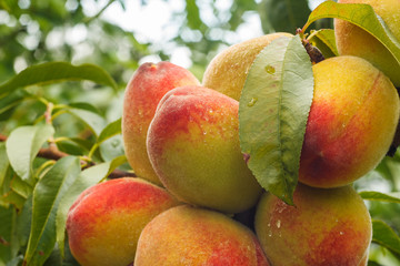 Ripe peaches on a branch. Close-up