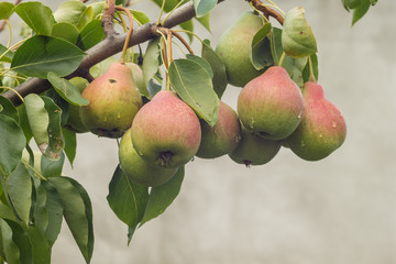 Ripe pears on the branch