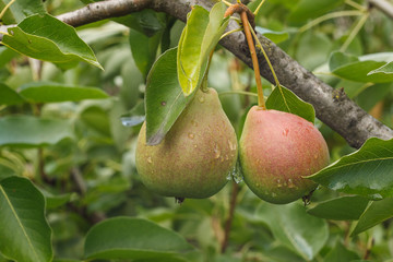 Two ripe pears on the branch