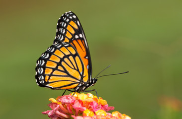 Ventral view of a brilliant Viceroy butterfly on colorful Lantana flower against green background