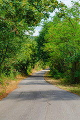 Winding road below green trees on either side