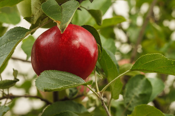 Red apple on a branch. Close-up