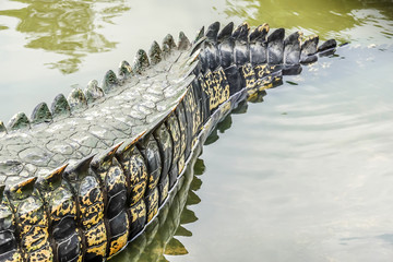 Naklejka premium Saltwater crocodile tail in a river at public zoo