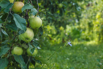 Apples on the branch