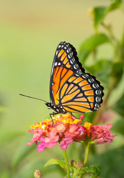 Beautiful Viceroy butterfly resting on top of a colorful Lantana flower
