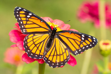 beautiful Viceroy butterfly on a hot pink Zinnia flower in a fall garden