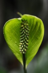Spathiphyllum