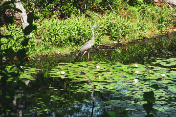 great blue heron in pond