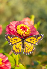Viceroy butterfly on a bright pink Zinnia in early morning sun